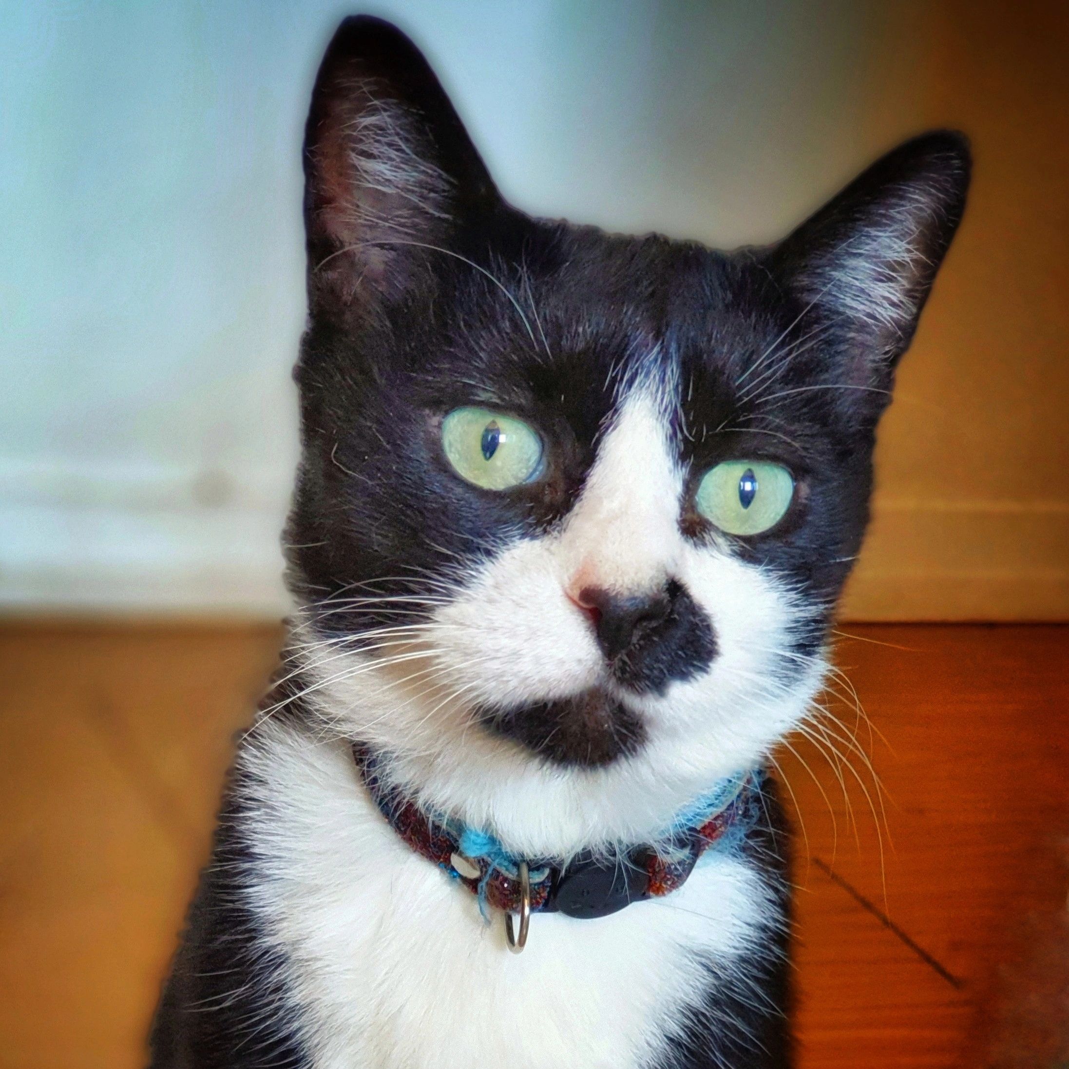 Gato con collar mirando al frente